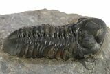 Reedops Trilobite - Atchana, Morocco #310640-2